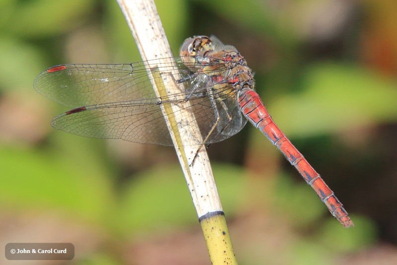 IMG_0477 Sympetrum nigrifemur female.JPG